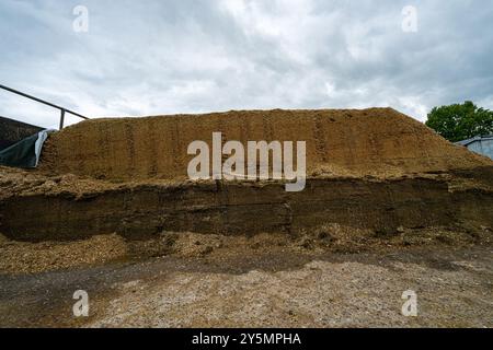 Face de la pince d'ensilage, montrant différentes couches de récolte. Rietberg, Rhénanie du Nord-Westphalie, Allemagne Banque D'Images