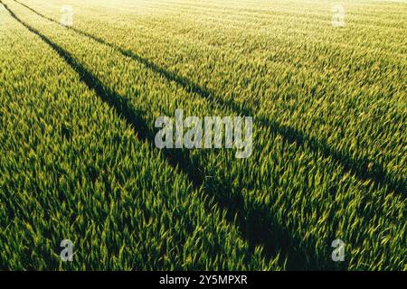 Champ de blé vert avec des marques de pneus de tracteur au coucher du soleil de printemps, prise de vue aérienne Banque D'Images