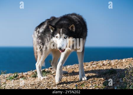 Un chien Husky adulte ??avec des yeux de couleur différente se tient sur le bord de mer un jour d'été. Banque D'Images