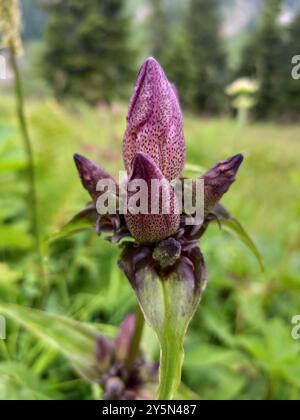 Gentian hongrois (Gentiana pannonica) Plantae Banque D'Images