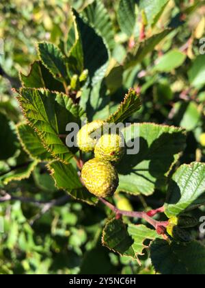 Aulne de montagne (Alnus alnobetula crispa) Plantae Banque D'Images