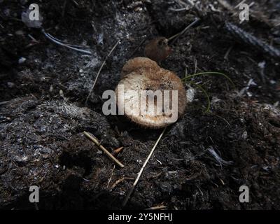 Champignons de fibrecap (Inocybe lacera) déchirés Banque D'Images