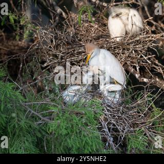 Egret de bétail (Bubulcus ibis) nourrissant ses nestlinlings, Texas, USA Banque D'Images