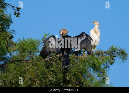 L'anhinga (Anhinga anhinga) asséchant ses ailes, sur le fond bleu du ciel. Resoft Park, Texas Banque D'Images