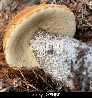 Champignons Foxy Bolete (Leccinum vulpinum) Banque D'Images