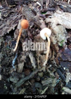 Champignons châtaignier Dapperling (Lepiota castanea) Banque D'Images