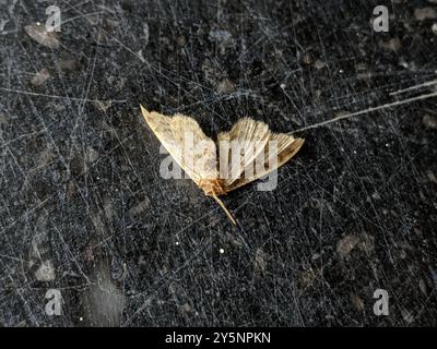 Vague de crème naine (Idaea fuscovenosa) Insecta Banque D'Images