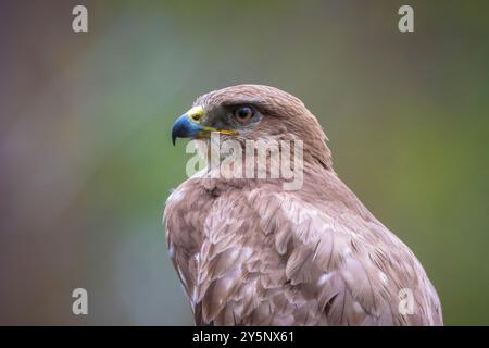 Buzzard commun, Buteo Buteo, oiseau de proie perché dans un arbre dans une forêt Banque D'Images