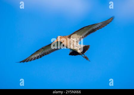 Barge à queue noire Limosa limosa en vol contre un ciel bleu. La plupart de la population européenne se reproduisent dans les Pays-Bas. Banque D'Images