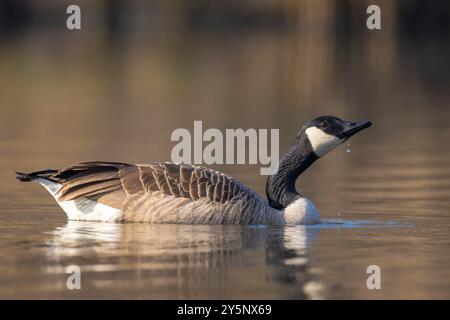 Oie canadienne, Branta canadensis, lavage, présage et éclaboussures dans l'eau, nettoyage de ses plumes et de son plumage. Banque D'Images