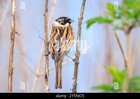 Emberiza schoeniclus, un mâle à bâton de roseau commun, chante une chanson sur un panache de roseau Phragmites australis. Les lits de roseaux ondulent en raison des vents violents au printemps Banque D'Images