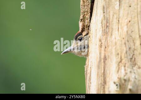 Gros plan d'un oiseau juvénile grand pic tacheté, Dendrocopos major, dans un trou de nid d'arbre dans une forêt Banque D'Images