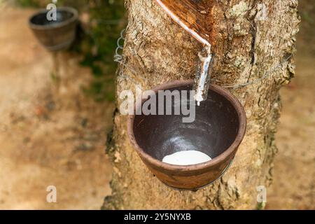 Caoutchouc tapant du latex laiteux frais coulant d'un arbre à caoutchouc dans la tasse, mettant en valeur l'extraction traditionnelle du caoutchouc et les pratiques agricoles, Phuket Banque D'Images