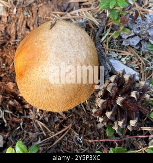 Champignons Foxy Bolete (Leccinum vulpinum) Banque D'Images