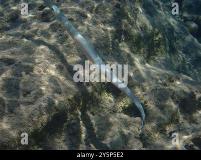 Cornetfish bleuté (Fistularia commersonii) Actinopterygii Banque D'Images