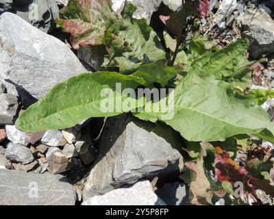 Quai écossais (Rumex aquaticus) Plantae Banque D'Images