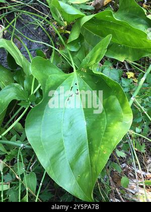 Burhead rampant (Echinodorus cordifolius) Plantae Banque D'Images