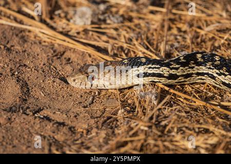 Gopher Snake gros plan. Photographié dans la vallée de Simi en Californie. Banque D'Images