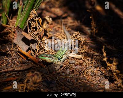 Lézard italien podarcis sicula de la famille des Lacertidae sous la lumière du soleil Banque D'Images