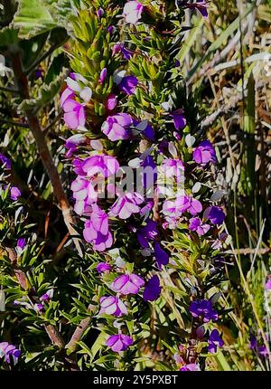 Pricket Purplegorse (Muraltia heisteria) Plantae Banque D'Images