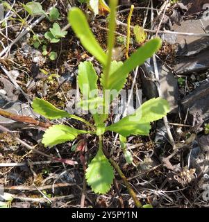 Marguerite Oxeye (Leucanthemum ircutianum) Plantae Banque D'Images