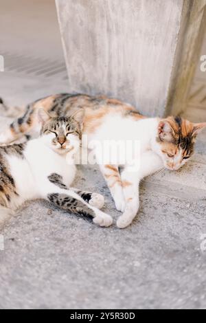 Deux chats endormis. Chats photo Banque D'Images