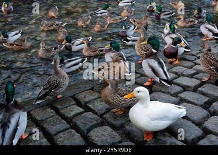 Canards oiseaux sauvages pagayant sur Peakshole eau Castleton Derbyshire Angleterre, oiseaux nature riveraine Canards colverts faune Banque D'Images