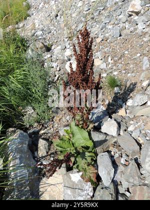 Quai écossais (Rumex aquaticus) Plantae Banque D'Images