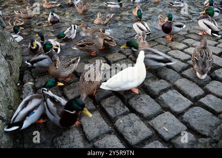 Canards oiseaux sauvages pagayant sur Peakshole eau Castleton Derbyshire Angleterre, oiseaux nature riveraine Canards colverts faune Banque D'Images