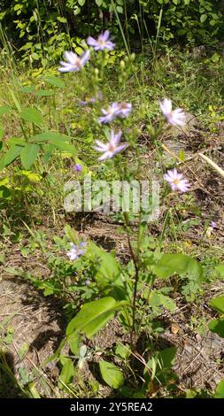 Aster de Lindley (Symphyotrichum ciliolatum) Plantae Banque D'Images