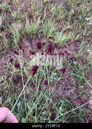 Grand burnet (Sanguisorba officinalis) Plantae Banque D'Images