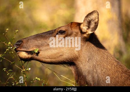 Femelle Elk Flathead Lake pâturage Banque D'Images