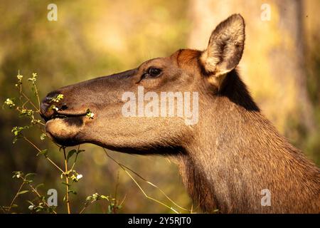 Femelle Elk Flathead Lake pâturage Banque D'Images