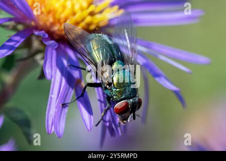 Bouteille Bleue (Calliphora vomitoria) Banque D'Images