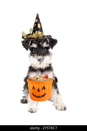 Portrait de chiot schnauzer miniature d'Halloween assis avec candys sur busket isolé sur fond blanc Banque D'Images