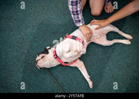 Bouledogue français mignon s'étend sur le sol après avoir joué avec le bâton, les enfants caressant l'animal heureux détendu Banque D'Images