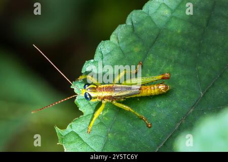 Photo macro d'une nymphe sauterelle verte éclatante avec de grands yeux noirs saisissants. L'insecte est perché sur une feuille, mettant en valeur ses détails complexes an Banque D'Images