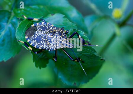 Un insecte puant vibrant (Erthesina fullo) est perché sur une feuille verte, montrant ses marques noires, jaunes et blanches frappantes. Taiwan. Banque D'Images