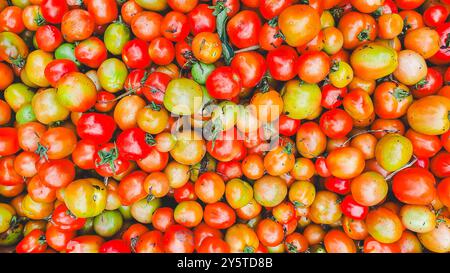 Tomates fraîches en gros plan. Tomates fraîches en gros plan. Banque D'Images