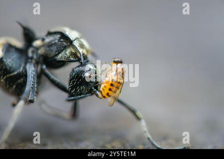 Une minuscule mouche est perchée sur la tête d'une fourmi noire beaucoup plus grande. Les ailes et les pattes délicates de la mouche sont visibles, tandis que les yeux composés de la fourmi et un Banque D'Images