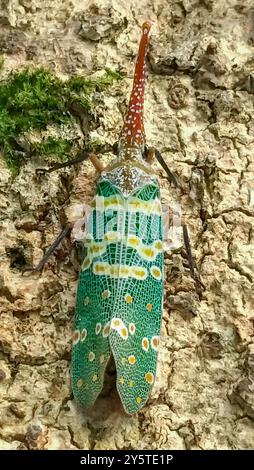 Une lanterne vibrante (Pyrops candelaria) est perchée sur un tronc d'arbre, mettant en valeur ses motifs complexes et sa tête unique en forme de corne. Taiwan. Banque D'Images