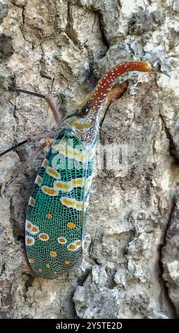 Une lanterne vibrante (Pyrops candelaria) est perchée sur un tronc d'arbre, mettant en valeur ses motifs complexes et sa tête unique en forme de corne. Taiwan. Banque D'Images