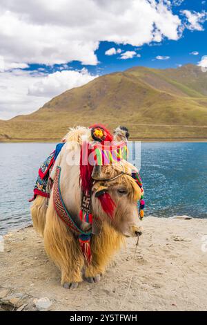 Yak tibétain blanc décoré au lac Yamdrok au Tibet, Chine Banque D'Images