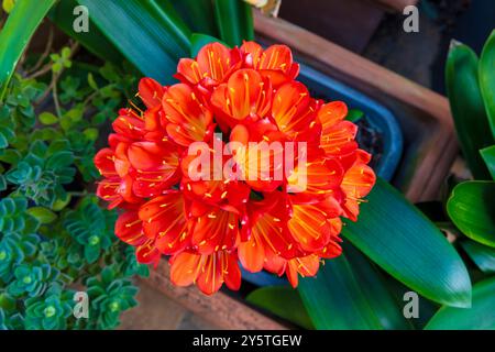 Photographie d'une fleur de Clivia orange vif en pleine floraison dans un jardin résidentiel dans les Blue Mountains en Nouvelle-Galles du Sud, Australie. Banque D'Images