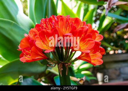 Photographie d'une fleur de Clivia orange vif en pleine floraison dans un jardin résidentiel dans les Blue Mountains en Nouvelle-Galles du Sud, Australie. Banque D'Images