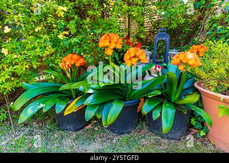 Photographie d'une fleur de Clivia orange vif en pleine floraison dans un jardin résidentiel dans les Blue Mountains en Nouvelle-Galles du Sud, Australie. Banque D'Images