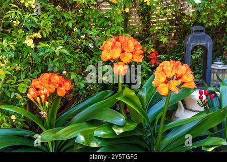 Photographie d'une fleur de Clivia orange vif en pleine floraison dans un jardin résidentiel dans les Blue Mountains en Nouvelle-Galles du Sud, Australie. Banque D'Images