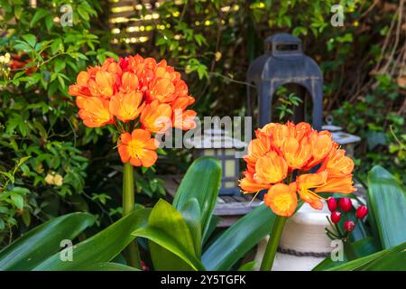 Photographie d'une fleur de Clivia orange vif en pleine floraison dans un jardin résidentiel dans les Blue Mountains en Nouvelle-Galles du Sud, Australie. Banque D'Images