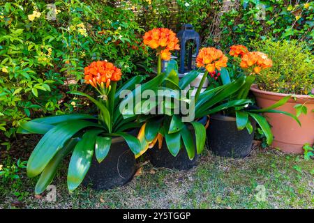 Photographie d'une fleur de Clivia orange vif en pleine floraison dans un jardin résidentiel dans les Blue Mountains en Nouvelle-Galles du Sud, Australie. Banque D'Images