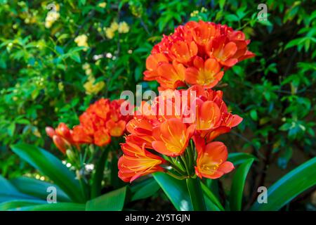 Photographie d'une fleur de Clivia orange vif en pleine floraison dans un jardin résidentiel dans les Blue Mountains en Nouvelle-Galles du Sud, Australie. Banque D'Images